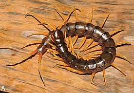 Гигантская сколопендра Scolopendra cataracta (длина до 20 см)