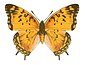 Charaxes jahlusa