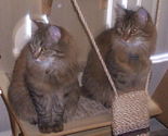 Two Siberian brown mackerel tabby kittens.