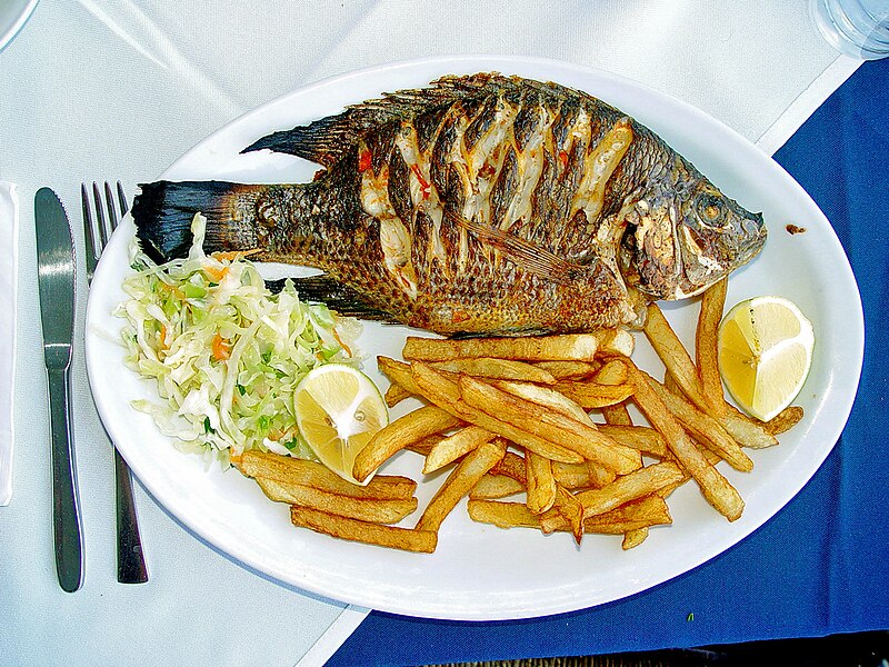 File:Tilapia zillii Kineret.jpg