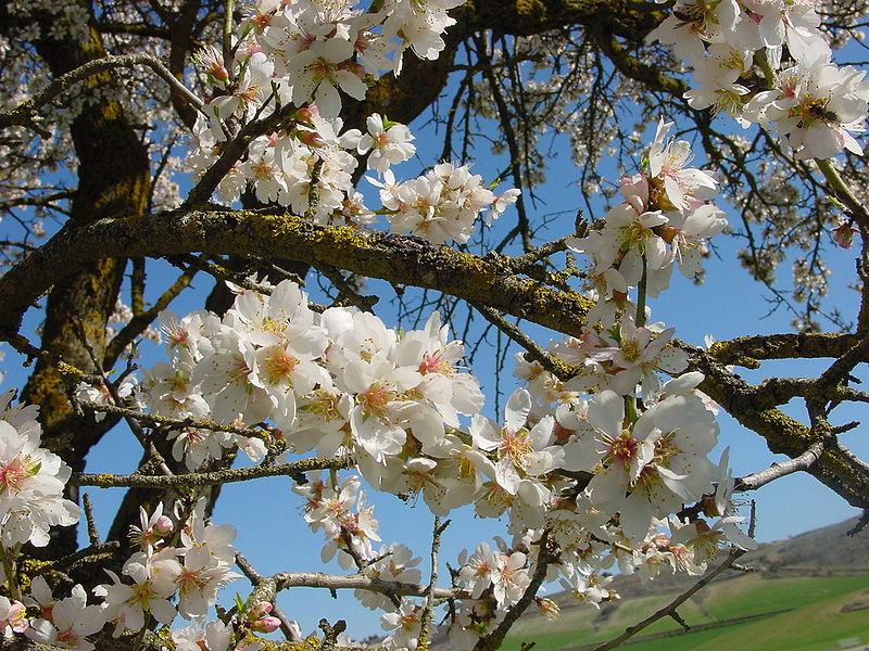 File:Urueña almendro2 lou.jpg