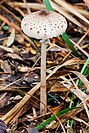 Macrolepiota clelandii