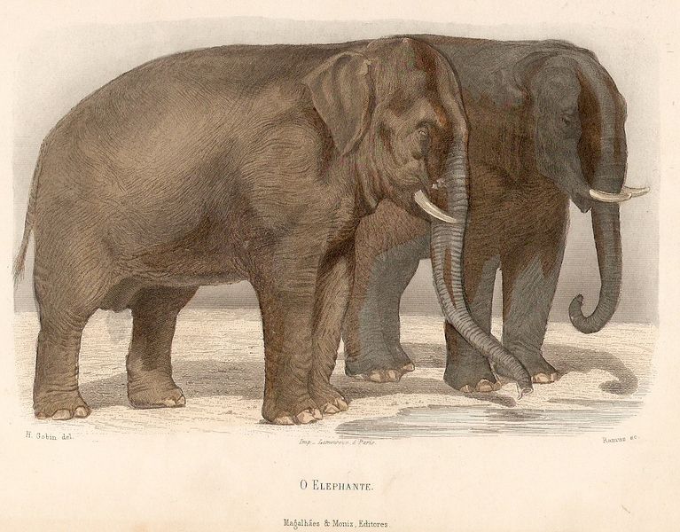 File:1890 - Elephante.jpg