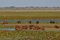 A group of capybaras at Hato La Fe, Venezuela