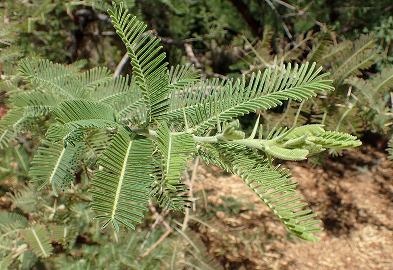 Файл:Acacia gerrardii kz3.jpg