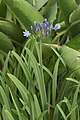 Мечевидные листья агапантуса колокольчатого (Agapanthus campanulatus)