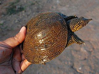 Larger juvenile