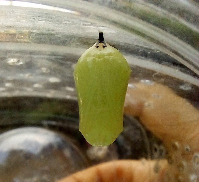 File:Blue Tiger Pupa.jpg