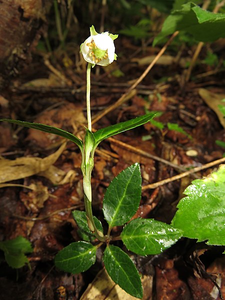 Файл:Chimaphila japonica 1.JPG