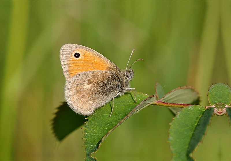 File:Coenonympha pamphilus qtl2.jpg