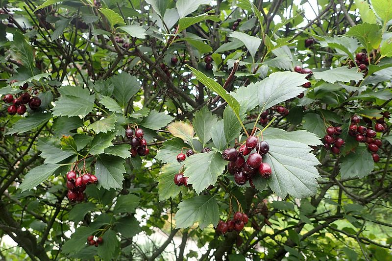 File:Crataegus douglasii kz1.jpg