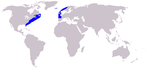 North Atlantic right whale range