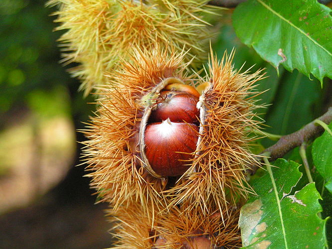 Плод благородного каштана (Castanea sativa)