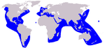 Risso's dolphin range