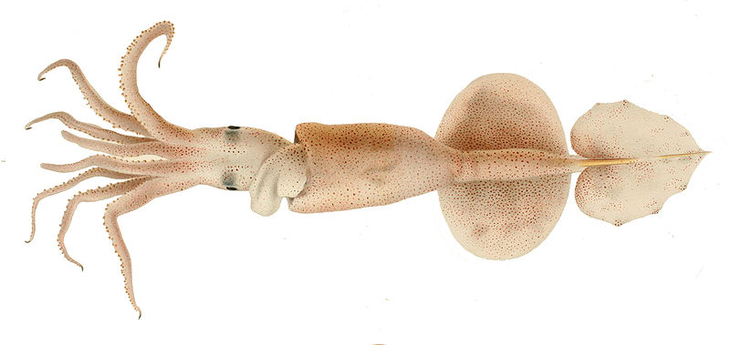 File:Grimalditeuthis bonplandi.jpg