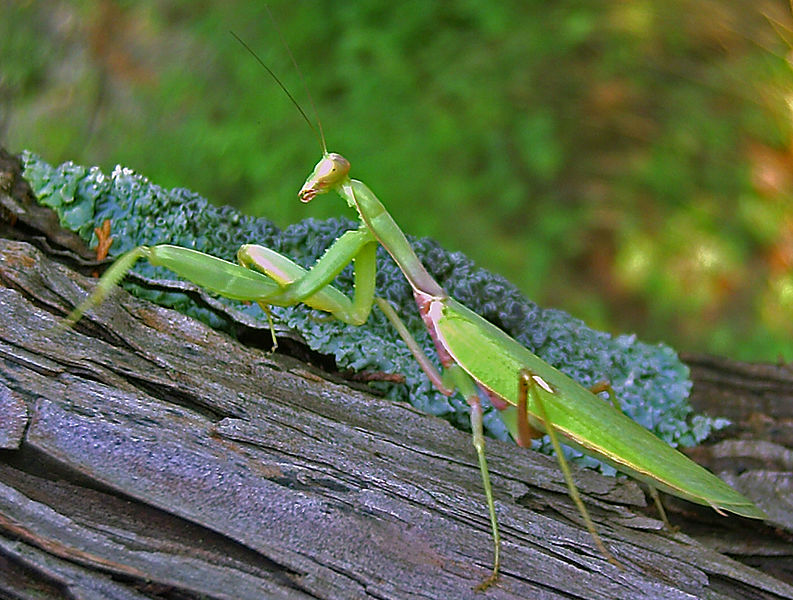 File:Hierodula transcaucasica 2005.jpg