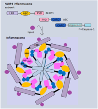 Description of the image for the visually impaired