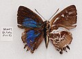 Male, Brunei, set specimen, Alan Cassidy collection.