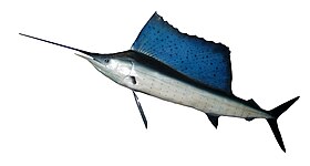 Sailfish