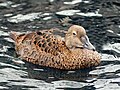 Female at Alaska Sea Life Center, Seward, Alaska