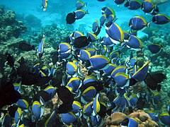 Acanthurus leucosternon (surgeonfish)