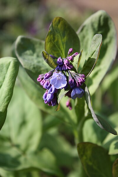 File:Mertensia virginica MS 0119.jpg