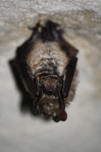 Файл:Myotis emarginatus.jpg