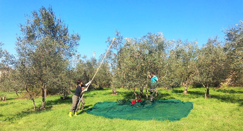 File:Olive harvest in Baruffi.png