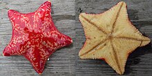 The sea star Porania pulvillus, aboral and oral surfaces