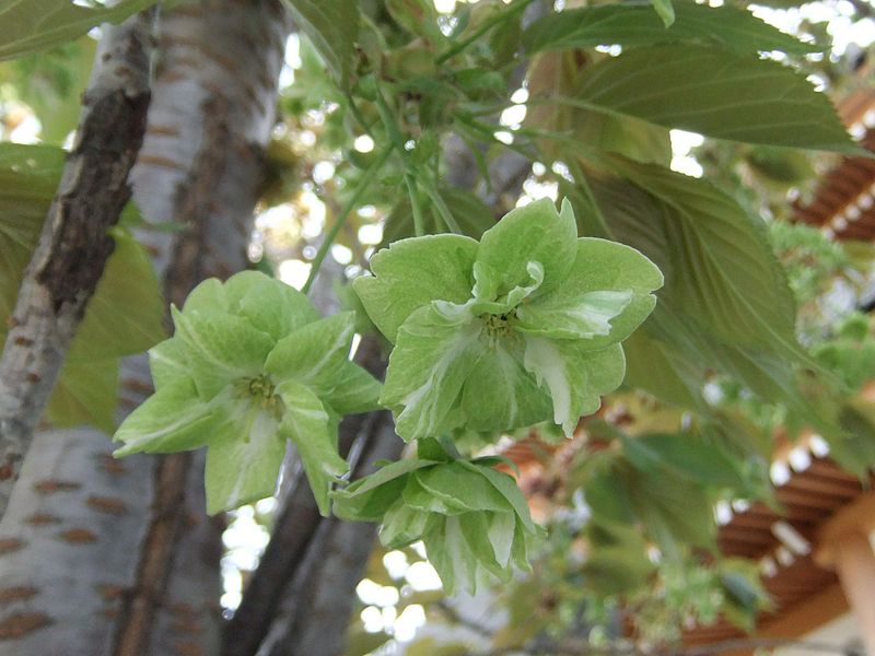 File:Prunus lannesiana Gioiko 04.jpg