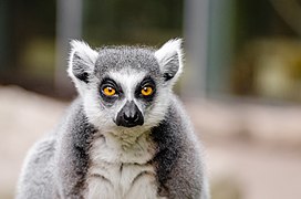 Lemur staring at the reader