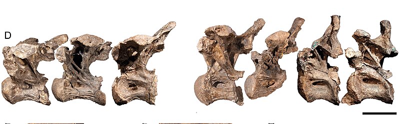 File:Savannasaurus dorsal vertebrae.jpg