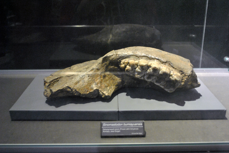 File:Sinomastodon bumiayuensis.png