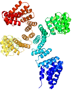 Figure 1: Structure of the superhelical TPR domain of O-linked GlcNAc transferase (generated from PyMOL).[1]