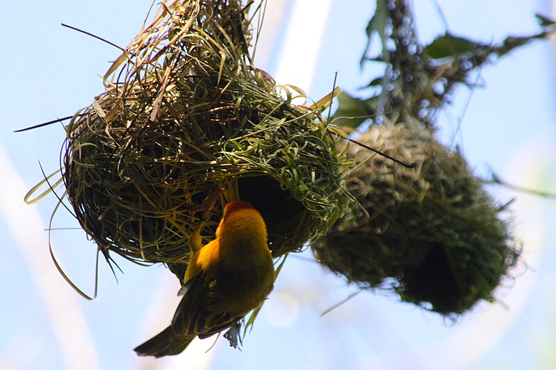 File:Taveta Golden-weaver nest.JPG