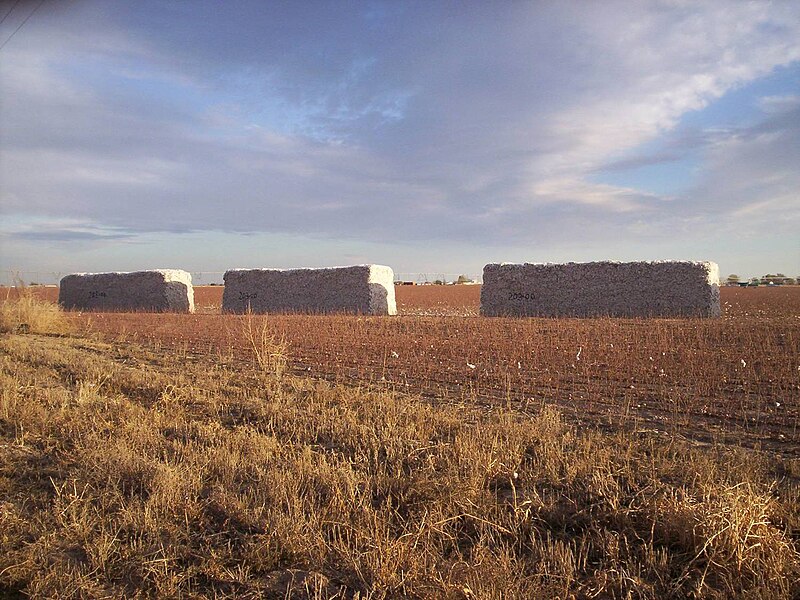 File:West Texas Cotton.jpg