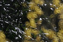 Picture of Forsithia with doughnut-shaped foreground bokeh, due to the use of a catadioptric system. Focus on background