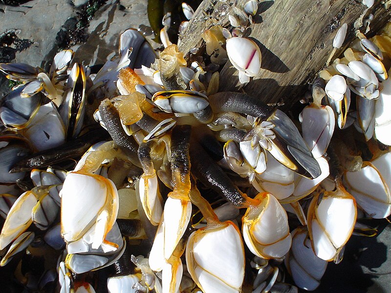 File:Barnacles in tidepools.JPG