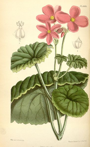 Файл:Begonia socotrana.jpg