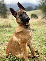 A four-month-old male Belgian Malinois