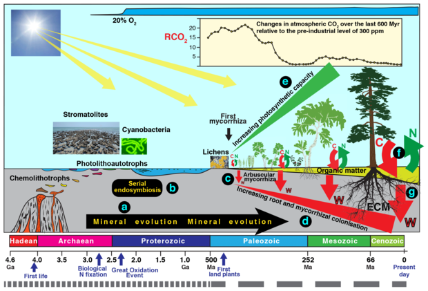 The different types of organisms involved in biological weathering of the Earth’s Crust and a timescale for their evolution.