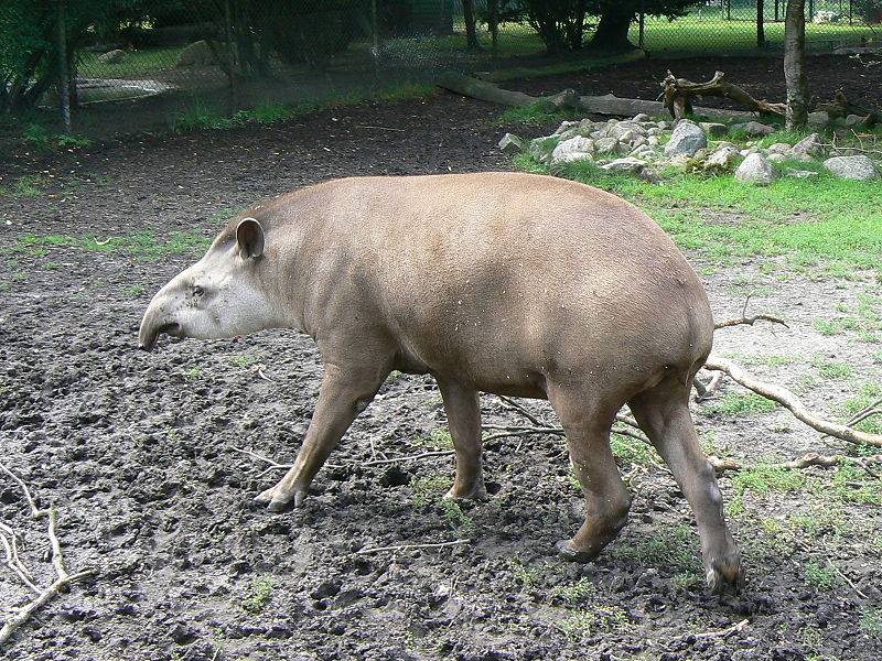 File:Brazilian tapir zoo.JPG