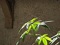 Image 52Top of Cannabis plant in vegetative growth stage (from Cannabis)