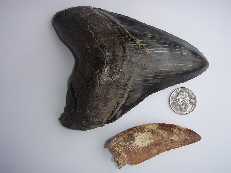 Archivo:Carcharodontosaurus and Megalodon teeth.jpg