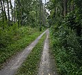 View of the Cayuga-Seneca Canal Trail.