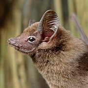 Brown bat