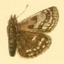 Erynnis popoviana.jpg