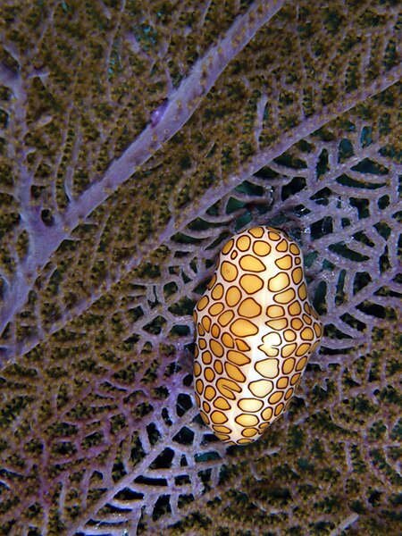 File:Flamingo tongue.jpg