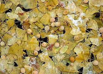 Autumn leaves and fallen seeds