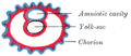 Diagram of the human embryo.